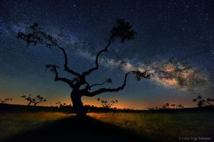 Tree as the sun sets with the night sky coming into view in the background